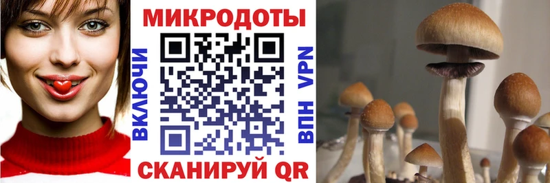 Галлюциногенные грибы прущие грибы  Вихоревка 